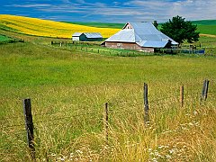 Mustard Flowers on Farm, Washington